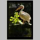 pelikan_200.html