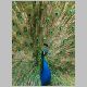 pfau_opt.html